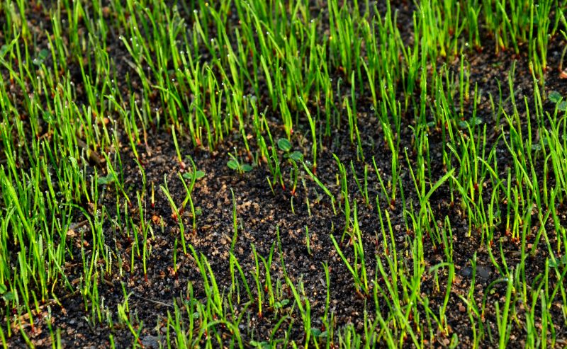 Spring Hydroseedings