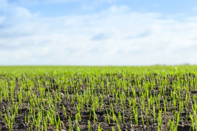 Hydroseedings in Progress