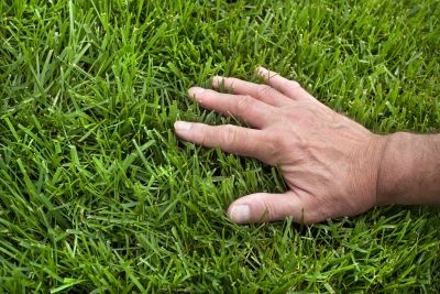 Lawn Treatment Service in Ventura County, CA