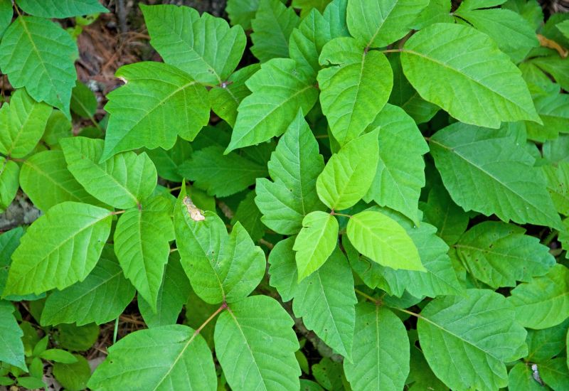 Poison Oak Removal in Honolulu, HI