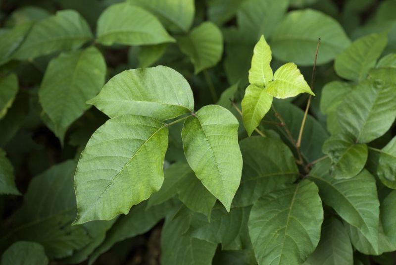Poison Oak Removal in Newark, DE