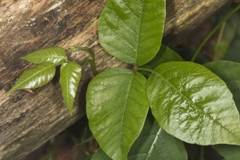 Poison Oak Removal in Pottstown, PA