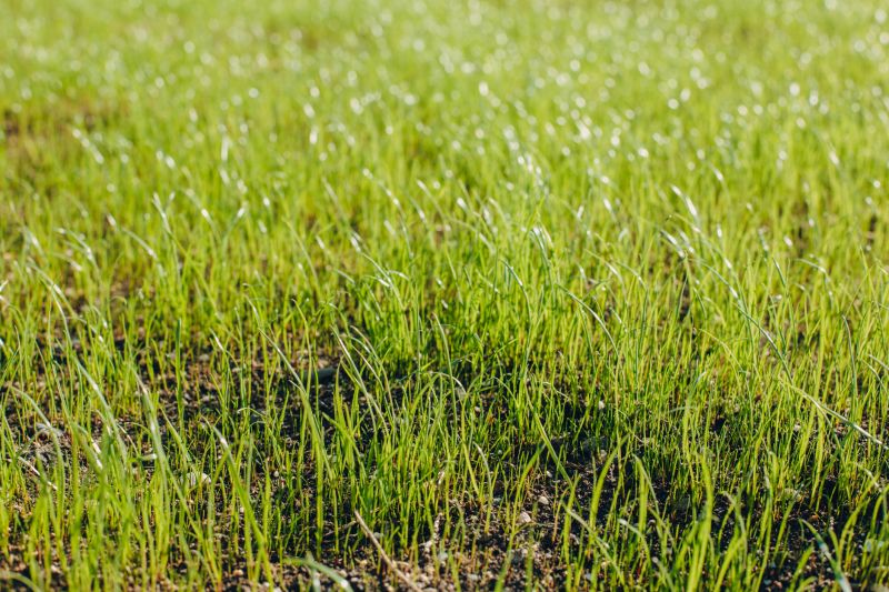 Spring Grass Seeding in Ventura County, CA