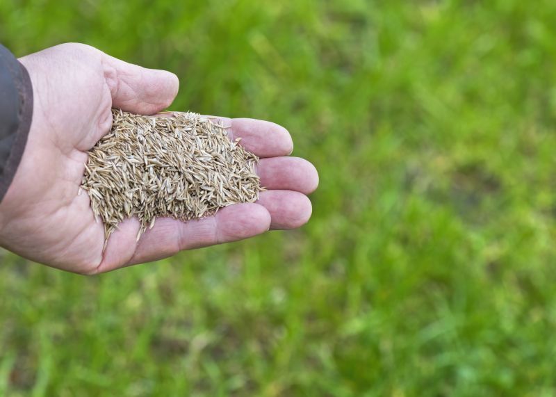 Spring Lawn Overseeding in Ventura County, CA
