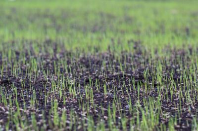 Turf Seeding in Honolulu, HI