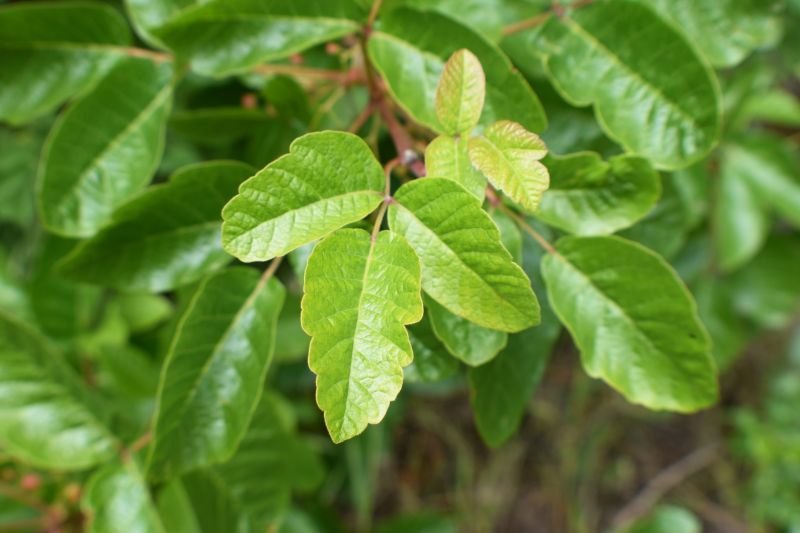 Montgomery County, PA